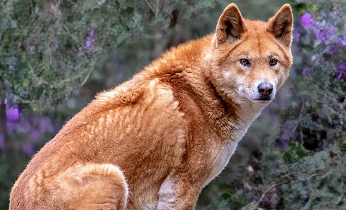 Dingo-ul australian: descendență din câini din Asia de Est